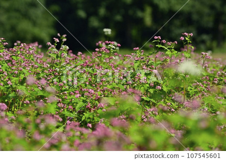 紅蕎麥花田中的白蕎麥花 107545601