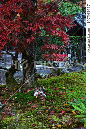 秋葉在京都 107545617