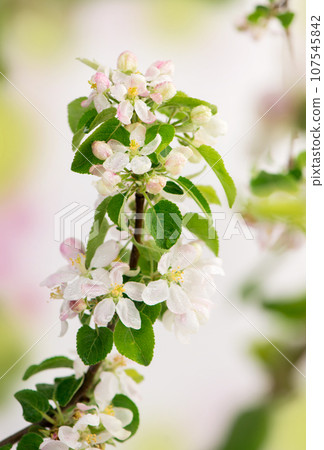 Beautiful spring apple tree flowers bloom, close-up. Spring apple tree blossom isolated on white background Beautiful spring apple tree flowers bloom, close-up. Spring apple tree blossom isolated on white background 107545842
