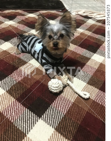 What are you looking at, Yorkie puppy? 107545873