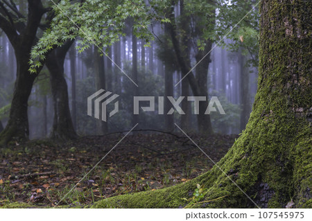 雨季奔跑，森林新綠，雨霧風景-2 107545975