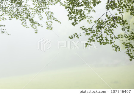 Early summer scenery with branches of green palm trees in a foggy mountain meadow - 4 Early summer scenery with branches of green palm trees in a foggy mountain meadow - 4 107546407