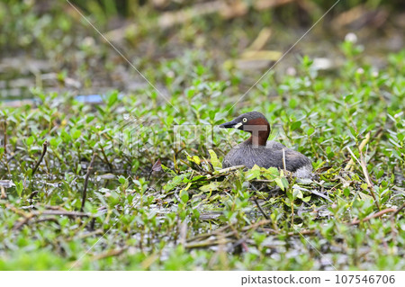 Grebe incubating eggs Grebe incubating eggs 107546706