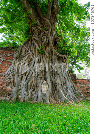 Buddha Head statue with trapped in Bodhi Tree roots at Wat Mahathat 107546761
