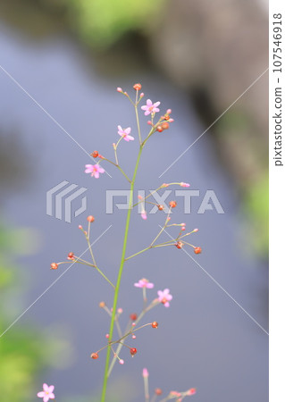 Small pink hazel flower Small pink hazel flower 107546918
