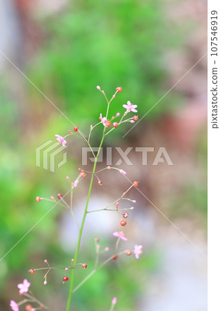 Small pink hazel flower 107546919