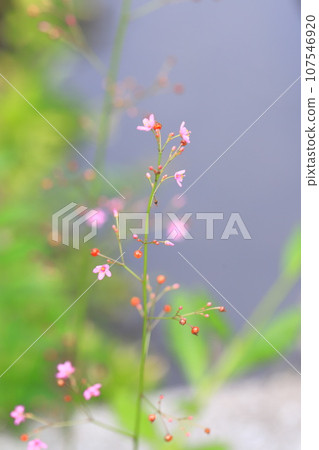 Small pink hazel flower Small pink hazel flower 107546920