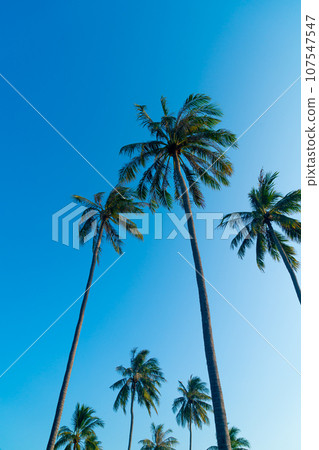 coconut palm tree with beautiful sky 107547547