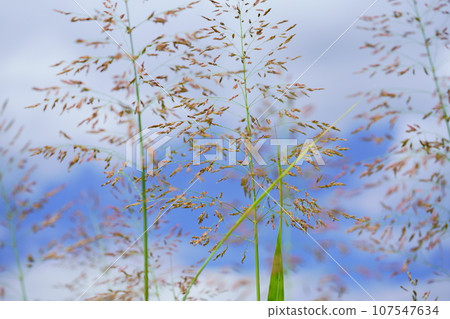 Looking up at Seiban sorghum, an autumnal wildflower Looking up at Seiban sorghum, an autumnal wildflower 107547634