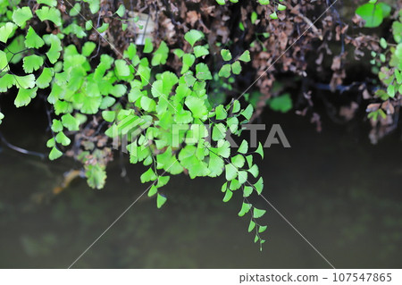 水邊的蓬萊蕨 水邊的蓬萊蕨 107547865