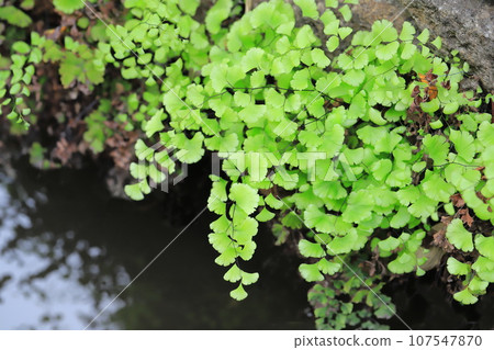 水邊的蓬萊蕨 107547870