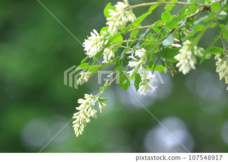 開白花的水蠟樹 107548917