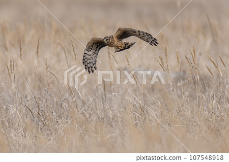 冬天的北海道，有一條灰鯉魚飛過。 107548918