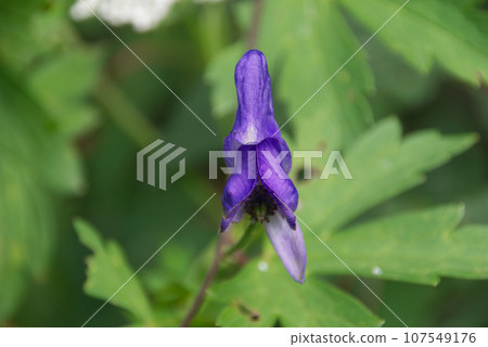 Torikabuto花 Torikabuto花 107549176