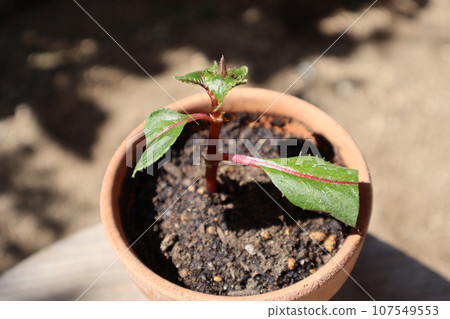 Successful copper leaf dahlia cuttings 107549553