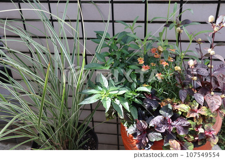 Autumn flower planting and pot in front of the entrance 107549554