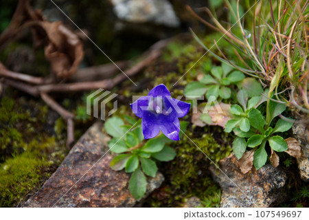 Flower of Iwagome Flower of Iwagome 107549697
