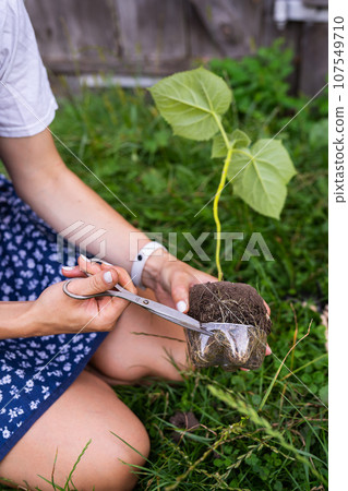 Young green paulownia tree. Cultivation of flowering trees by a gardener on an industrial scale. Landing process. 107549710