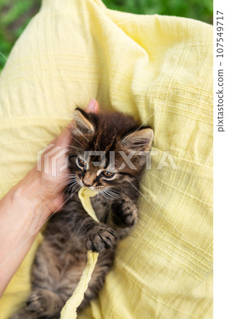 A small fluffy cat plays with its owner with a small cord in the girl s arms. View from above. A small fluffy cat plays with its owner with a small cord in the girl s arms. View from above. 107549717