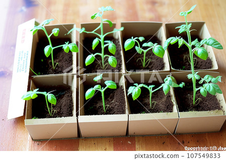 Tomato seedlings.The seedling of the bushes of tomatoes of different varieties. Sown tomatoes in cardboard peas with peat content. Tomato seedlings.The seedling of the bushes of tomatoes of different varieties. Sown tomatoes in cardboard peas with peat content. 107549833