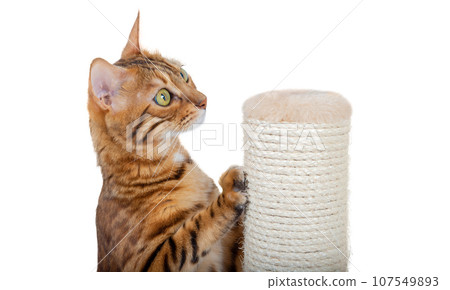 A Bengal cat sharpens its claws on a pole using a jute rope. 107549893