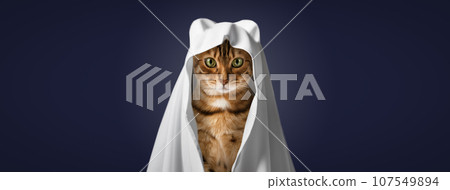 Red cat in a ghost costume. Red cat in a ghost costume. 107549894