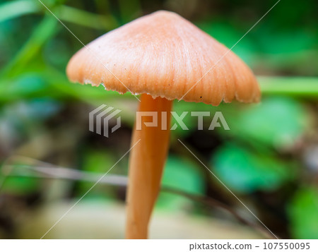 Red-bellied mushrooms grow along the trekking course up Mt. Rebun on Rebun Island in the Sea of Japan off the coast of Wakkanai City, Hokkaido. Red-bellied mushrooms grow along the trekking course up Mt. Rebun on Rebun Island in the Sea of Japan off the coast of Wakkanai City, Hokkaido. 107550095