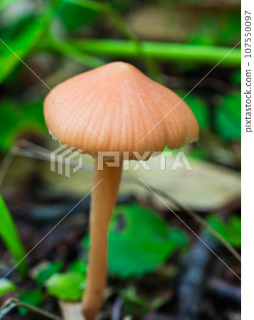 Red-bellied mushrooms grow along the trekking course up Mt. Rebun on Rebun Island in the Sea of Japan off the coast of Wakkanai City, Hokkaido. Red-bellied mushrooms grow along the trekking course up Mt. Rebun on Rebun Island in the Sea of Japan off the coast of Wakkanai City, Hokkaido. 107550097