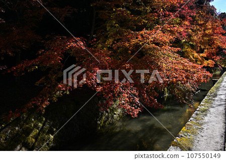 Autumn leaves in Kyoto 107550149