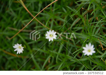 clover flower 107550512