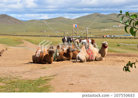 camels of mongolia 107550683