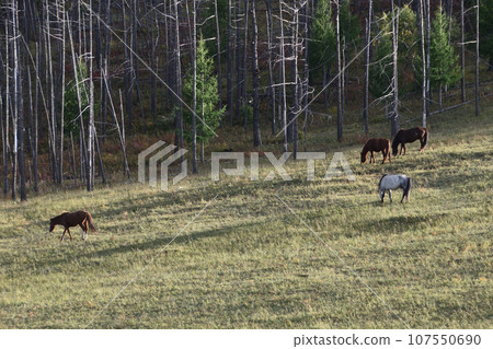 horses grazing on the grassland 107550690