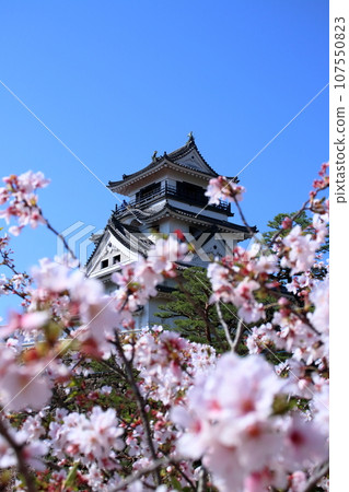 Cherry blossoms decorating Kochi Castle (Kochi City, Kochi Prefecture) 107550823