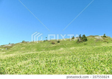 Nekodake mountain trail with lush bamboo trees 107550824