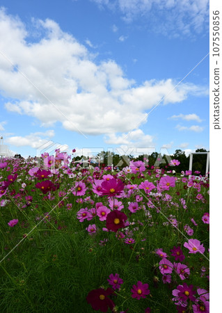 Scenery with cosmos 107550856