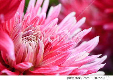 Dalia in full bloom 107550902