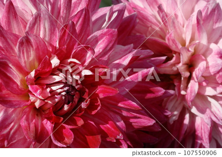 Dalia in full bloom Dalia in full bloom 107550906