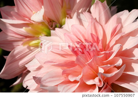 Dalia in full bloom Dalia in full bloom 107550907