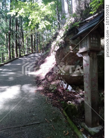 前往神社途中的斜坡上的森林浴 107550932
