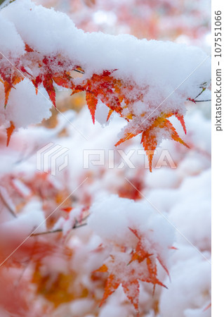 Momiji在雪地裡 Momiji在雪地裡 107551066