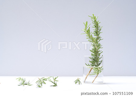 Rosemary branch in a glass vase Rosemary branch in a glass vase 107551109