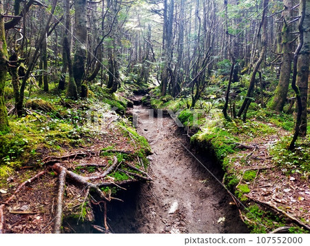 泥濘的山路 泥濘的山路 107552000
