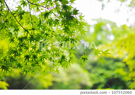 Blue leaves 107552060