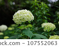 White hydrangea 107552063