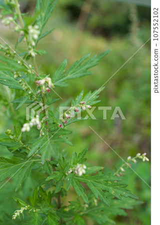 Autumn pollen mugwort 107552102