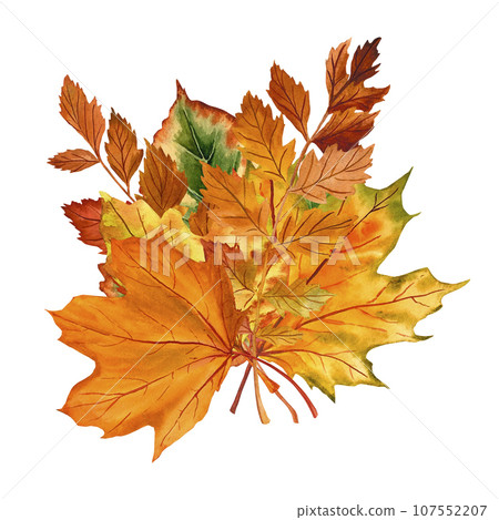 A set of bright leaves on an isolated white background, autumn bouquet, hand drawing, botanical painting for design, print, watercolor illustration, decorative element, template for packaging 107552207