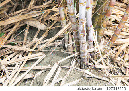 甘蔗的根 107552323