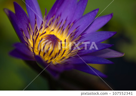 美麗的藍色睡蓮花 107552341