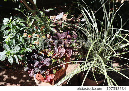 Autumn flower planting & potting Autumn flower planting & potting 107552384