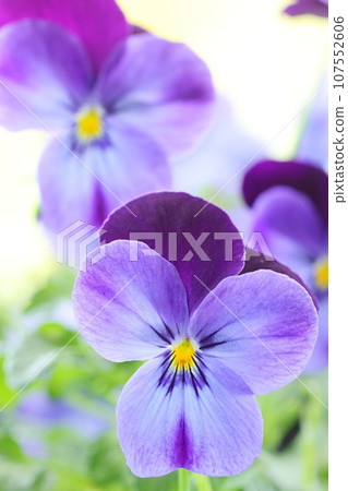 紫色紫羅蘭，紫羅蘭，特寫，明亮的背景 107552606